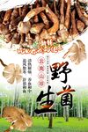 野生菌
