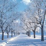 冬日雪林美景