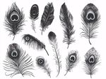 黑白孔雀羽毛插画