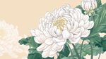 素雅白牡丹花卉插画