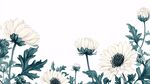 白菊绿植边框插画