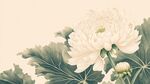 洁白菊花绽放