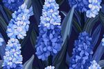 蓝风信子花卉图案背景图