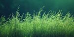 翠绿草丛生机盎然