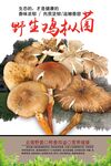 鸡枞菌图片