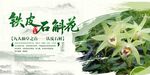 三伏天中草药铁皮石斛花特写海报