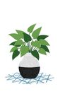 水培绿植盆栽
