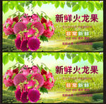 火龙果