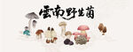 云南野生菌