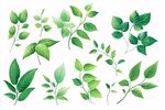 清新绿叶植物素材集合