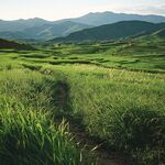绿野小径间的山乡美景