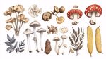 多样菌类与植物插画展示