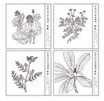 中草药 手绘