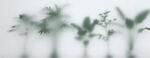 雾气磨砂膜效果绿植贴图