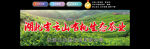 茶田背景图