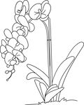手绘兰花线条图