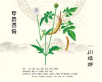 川续断植物图示