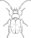 甲虫线稿图 矢量图
