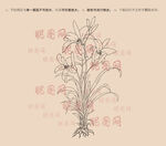 黄花萱草