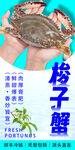 梭子蟹