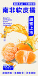 南非软皮橘 