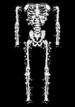 人体骨骼