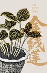 盆栽金线莲