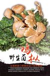 鸡枞菌