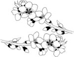 桃花 矢量图