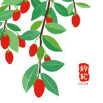 枸杞枝叶图案包装中药材海报