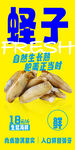  蛏子 