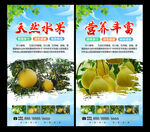 红心柚