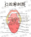 口腔解剖示意图