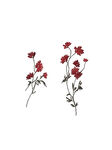 刺绣花 数码印花