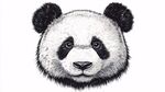 黑白熊猫头像插画