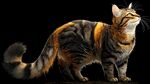 斑纹猫咪昂首眺望