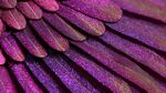 梦幻紫羽 精致纹理之美