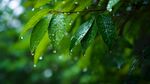 雨后绿叶挂水珠