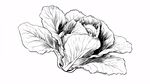 手绘白菜插画