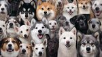 多样萌犬大集合