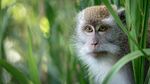 草丛中的猕猴