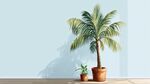 室内棕榈盆栽与绿植景观