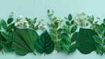 清新绿叶白花的自然排列