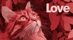 爱猫凝视