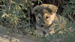 藏于绿植中的可爱幼犬