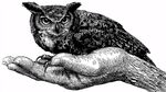 手托猫头鹰的黑白插画