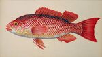 鲜艳红鱼插画