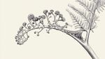 复古风蕨类植物精致绘图