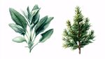 手绘绿植 鼠尾草与松枝