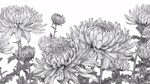 墨绘菊花花卉线稿图案